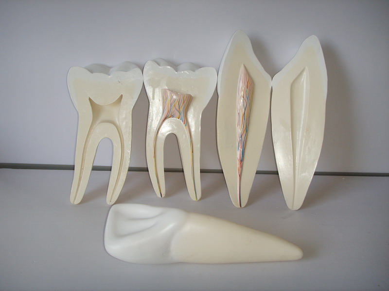 牙解剖模型